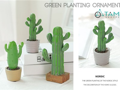 Chậu xương rồng để bàn số 75